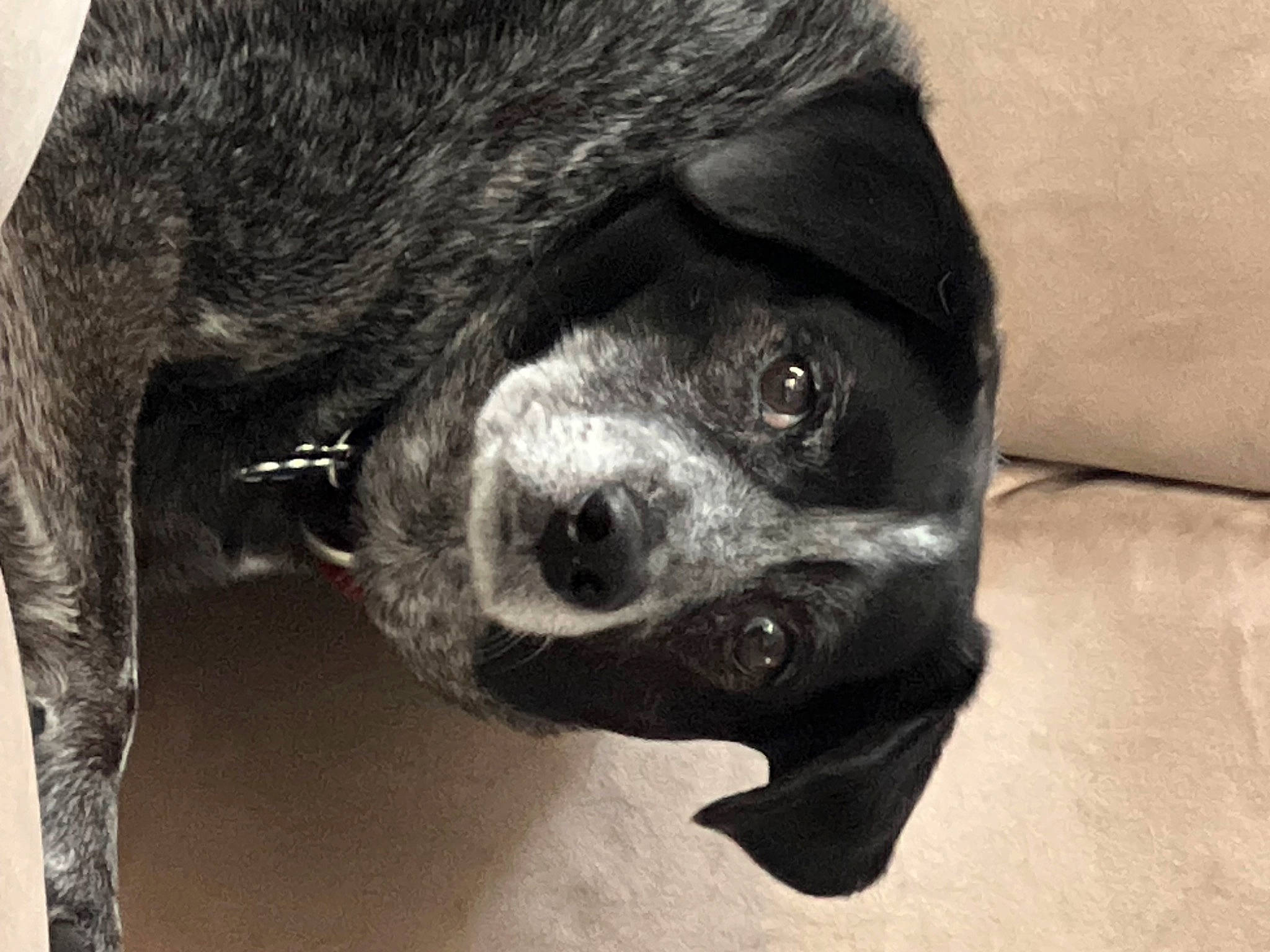 Konika joined the competition — help win amazing prizes! borador, canidae, carnivore, companion_dog, dog, dog_breed, fur, giant_dog_breed, guard_dog, hunting_dog, monochrome_photography, non_sporting_group, paw, puppy, snout, sporting_group, terrestrial_animal, whiskers, working_animal, working_dog