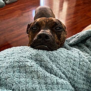 Rocco joined the competition — help win amazing prizes! animal, blanket, brown, close_up, comfort, companion, cozy, dog, domestic_animal, face, floor, fur, indoor, looking_up, pet, resting, snout, soft, texture, wooden_floor
