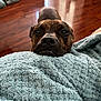 animal, blanket, brown, close_up, comfort, companion, cozy, dog, domestic_animal, face, floor, fur, indoor, looking_up, pet, resting, snout, soft, texture, wooden_floor