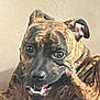 animal, brindle, canine, close_up, cute, dog, domestic, ears, expression, eye, face, friendly, fur, indoor, looking, mouth, muzzle, pet, portrait, teeth