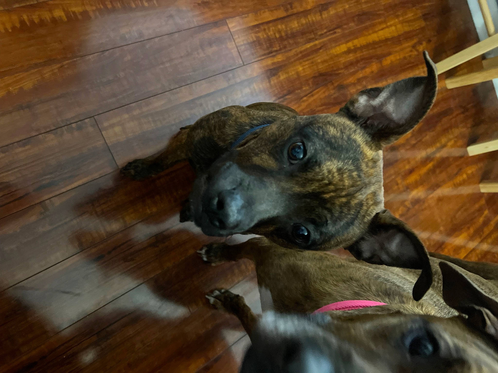 Rocco joined the competition — help win amazing prizes! carnivore, collar, companion_dog, dog, dog_breed, dog_collar, ear, fawn, flooring, hardwood, plank, plywood, sporting_group, terrestrial_animal, varnish, whiskers, wood, wood_flooring, wood_stain, working_animal