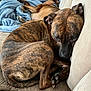 animal, blanket, brindle, brown, closeup, companion, couch, cozy, dog, domestic_animal, fur, home, indoor, paw, pet, relaxing, resting, sleeping, snuggling, stuffed_toy