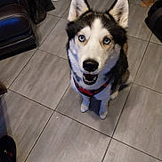Elvis participe au concours pour gagner de l'argent avec cette photo : alert, animal, blue_eyes, canine, companion, dog, domestic, ears, floor, fur, harness, household, husky, indoor, looking_up, mouth_open, nose, pet, sitting, tile_floor