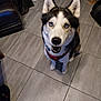 alert, animal, blue_eyes, canine, companion, dog, domestic, ears, floor, fur, harness, household, husky, indoor, looking_up, mouth_open, nose, pet, sitting, tile_floor