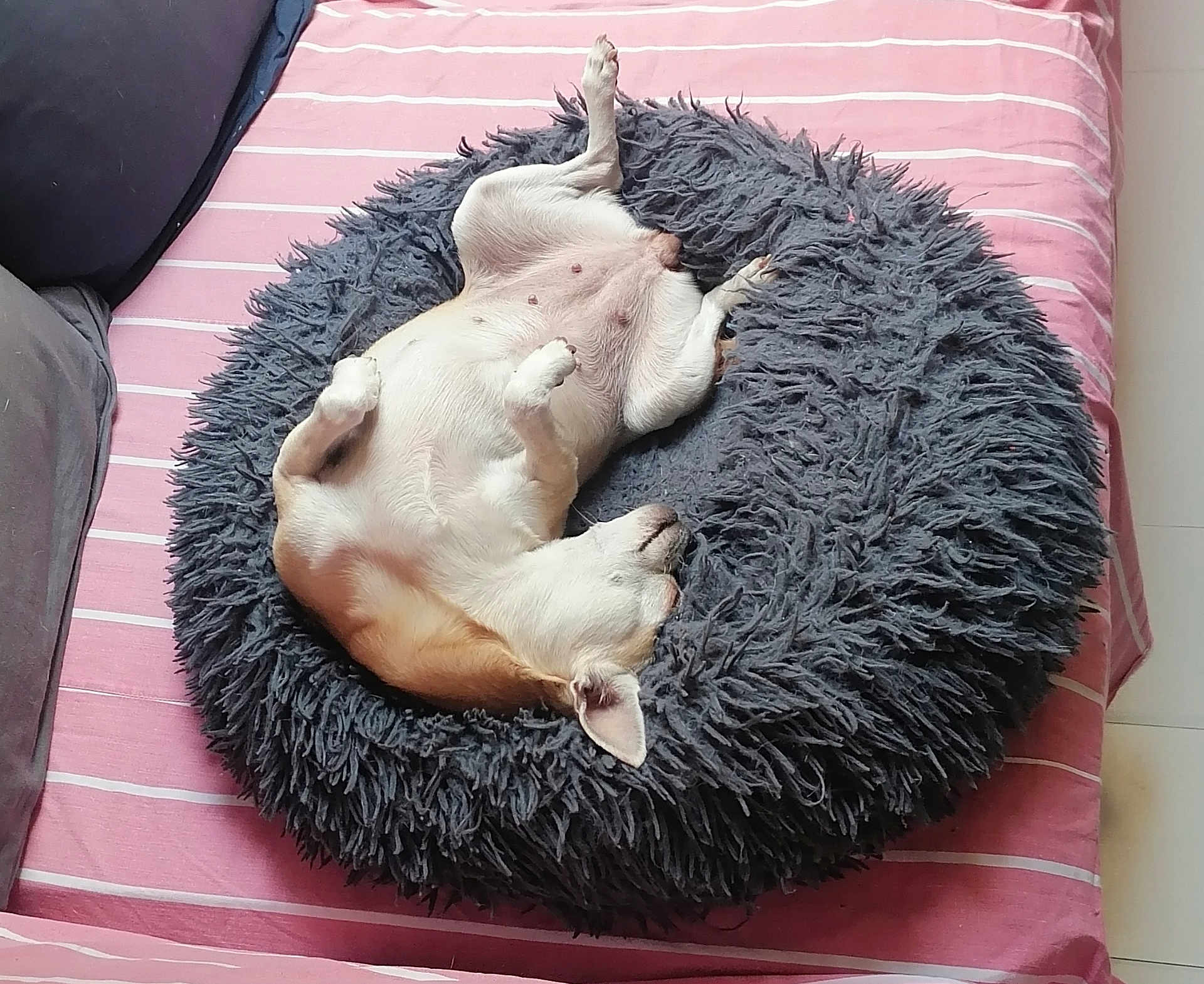 Maddy participe au concours pour gagner de l'argent avec cette photo : dog, pet, bed, sleeping, relaxing, fluffy, pink, striped, cushion, indoor, cute, small_dog, canine, fur, resting, cozy, home, animal, comfort, napping
