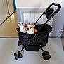 Maddy participe au concours pour gagner de l'argent avec cette photo : dog, pet_stroller, indoor, floor, radiator, wall, handle, wheel, small_dog, curious, light, room, home, modern, two_dogs, black_stroller, animal, companion, domestic, walking_aid
