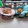 dog, pet_bed, small_dog, indoor, floor, resting, cushion, brown_dog, tan_dog, furniture, glass_table, cozy, home, relaxing, pair, animal, cute, domestic, companion, two