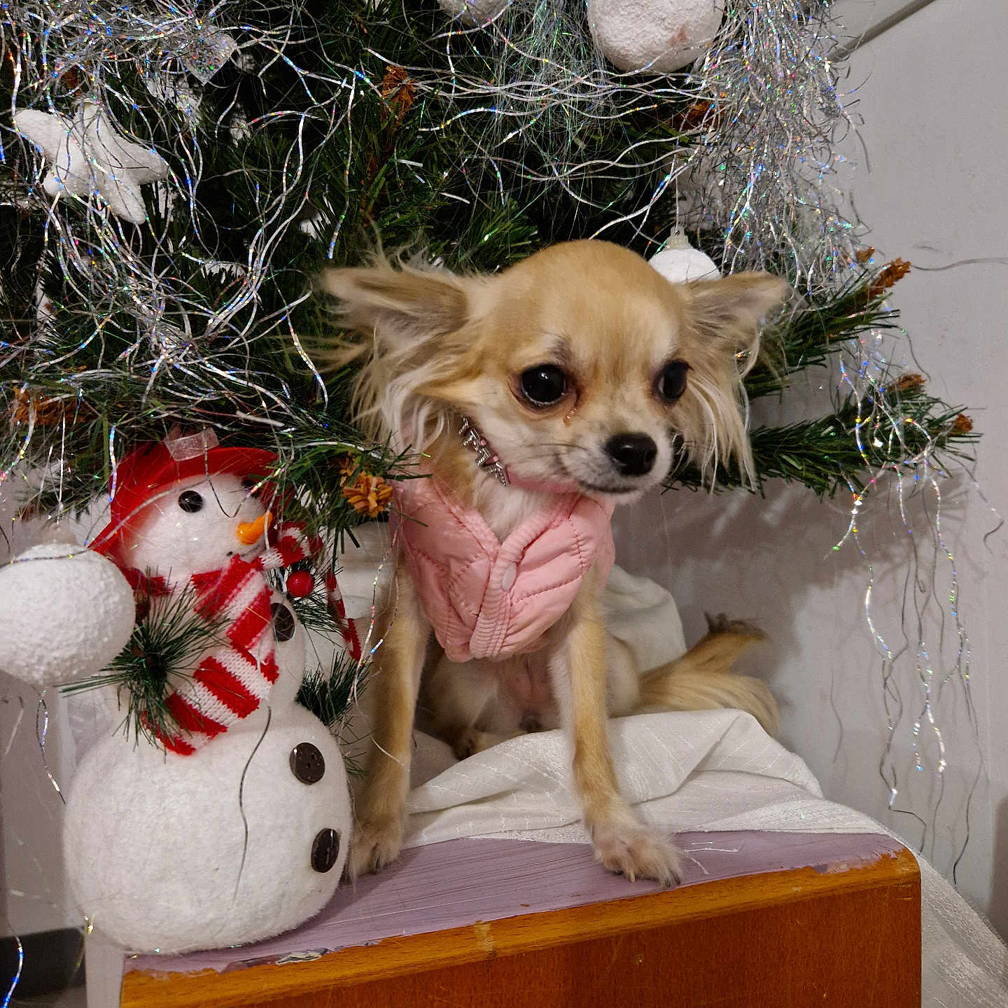 Umma a rejoint le concours — aidez-le/la à gagner de superbes lots ! animal, canine, chihuahua, christmas, christmasdecorations, christmastree, cockerspaniel, dog, festival, nature, outdoors, papillon, pet, puppy, snow, snowman, sphere, terrier, winter, wood