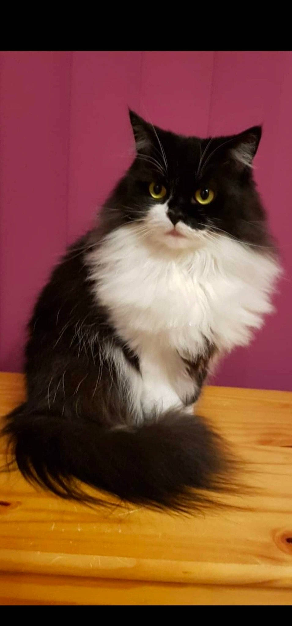 Mirza participe au concours pour gagner de l'argent avec cette photo : carnivore, cat, felidae, flooring, fur, hardwood, laminate_flooring, paw, sitting, small_to_medium_sized_cats, snout, tail, whiskers, wood, wood_flooring