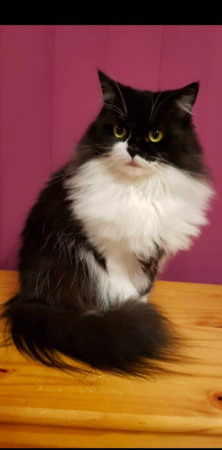 Mirza participe au concours pour gagner de l'argent avec cette photo : carnivore, cat, felidae, flooring, fur, hardwood, laminate_flooring, paw, sitting, small_to_medium_sized_cats, snout, tail, whiskers, wood, wood_flooring