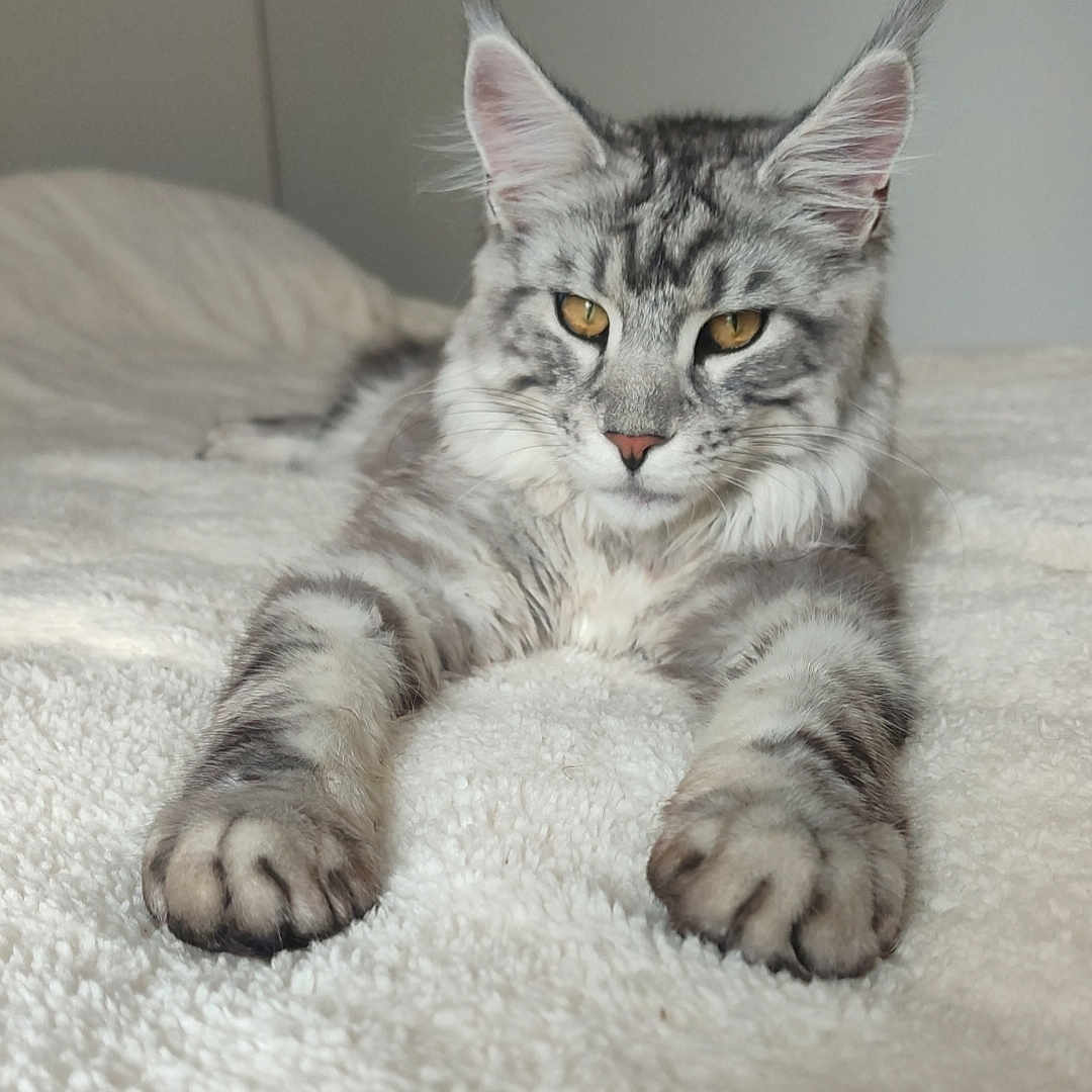 Waldow a rejoint le concours — aidez-le/la à gagner de superbes lots ! animal, bed, blanket, cat, closeup, cute, domestic_cat, ears, feline, fluffy, fur, golden_eyes, indoor, lying_down, paws, pet, relaxed, silver_tabby, tabby, whiskers