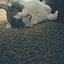animal, carpet, cat, close_up, cozy, curious, domestic, feline, floor, fur, gray, home, indoor, lying_down, pet, relaxed, resting, soft_light, whiskers, white