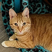 Magik joined the competition — help win amazing prizes! cat, orange_tabby, white_paws, blanket, leopard_print, teal, fur, whiskers, ears, alert, curious, relaxed, indoor, flooring, pet, animal, cozy, resting, closeup, domestic_cat