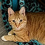 cat, orange_tabby, white_paws, blanket, leopard_print, teal, fur, whiskers, ears, alert, curious, relaxed, indoor, flooring, pet, animal, cozy, resting, closeup, domestic_cat
