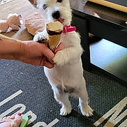 Jade a rejoint le concours — aidez-le/la à gagner de superbes lots ! dog, ice_cream, hand, indoor, carpet, toy, footwear, flip_flop, pet, licking, small_dog, white_dog, collar, table, floor, paw, standing, human_hand, home, cute