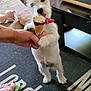carpet, collar, cute, dog, flip_flop, floor, footwear, hand, home, human_hand, ice_cream, indoor, licking, paw, pet, small_dog, standing, table, toy, white_dog