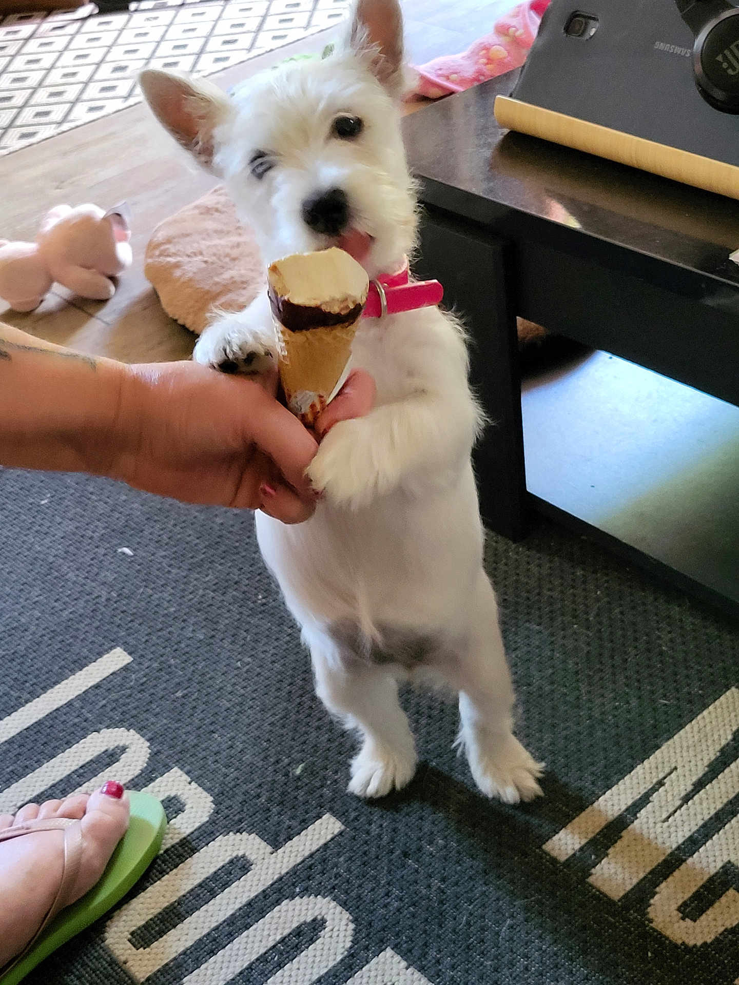 Jade a rejoint le concours — aidez-le/la à gagner de superbes lots ! dog, ice_cream, hand, indoor, carpet, toy, footwear, flip_flop, pet, licking, small_dog, white_dog, collar, table, floor, paw, standing, human_hand, home, cute