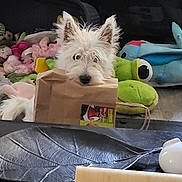 Beatrice Bataille a rejoint le concours — aidez-le/la à gagner de superbes lots ! dog, white_dog, paper_bag, plush_toys, green_frog, blue_dolphin, indoor, floor, curious, pet, animal, toys, cozy, playful, fur, ears, black_nose, wide_eyes, home, cute