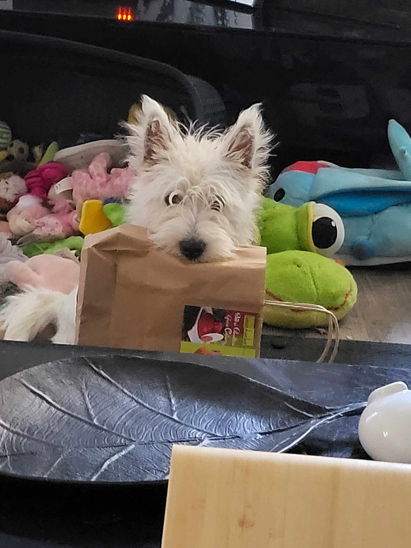 Beatrice Bataille a rejoint le concours — aidez-le/la à gagner de superbes lots ! dog, white_dog, paper_bag, plush_toys, green_frog, blue_dolphin, indoor, floor, curious, pet, animal, toys, cozy, playful, fur, ears, black_nose, wide_eyes, home, cute