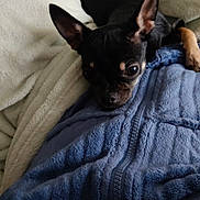 Véra participe au concours pour gagner de l'argent avec cette photo : dog, small_dog, chihuahua, black_dog, tan_markings, blanket, blue_blanket, fleece, cozy, pet, animal, indoor, resting, curled_up, ears_up, cute, companion, fur, sleepy, relaxed