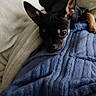 dog, small_dog, chihuahua, black_dog, tan_markings, blanket, blue_blanket, fleece, cozy, pet, animal, indoor, resting, curled_up, ears_up, cute, companion, fur, sleepy, relaxed