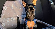 Véra participe au concours pour gagner de l'argent avec cette photo : dog, pet_car_seat, harness, black_dog, car_interior, seatbelt, sunlight, shadow, paw_print_pattern, small_dog, puppy, animal, pet, seat, window_light, leather, fabric, restraint, vehicle, companion