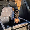 dog, pet_car_seat, harness, black_dog, car_interior, seatbelt, sunlight, shadow, paw_print_pattern, small_dog, puppy, animal, pet, seat, window_light, leather, fabric, restraint, vehicle, companion