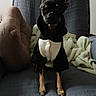 Véra participe au concours pour gagner de l'argent avec cette photo : dog, small_dog, puppy, black_dog, hoodie, clothing, armchair, cushion, blanket, indoor, pet, sitting, furniture, cozy, cute, domestic_animal, companion, relaxing, animal_portrait, home
