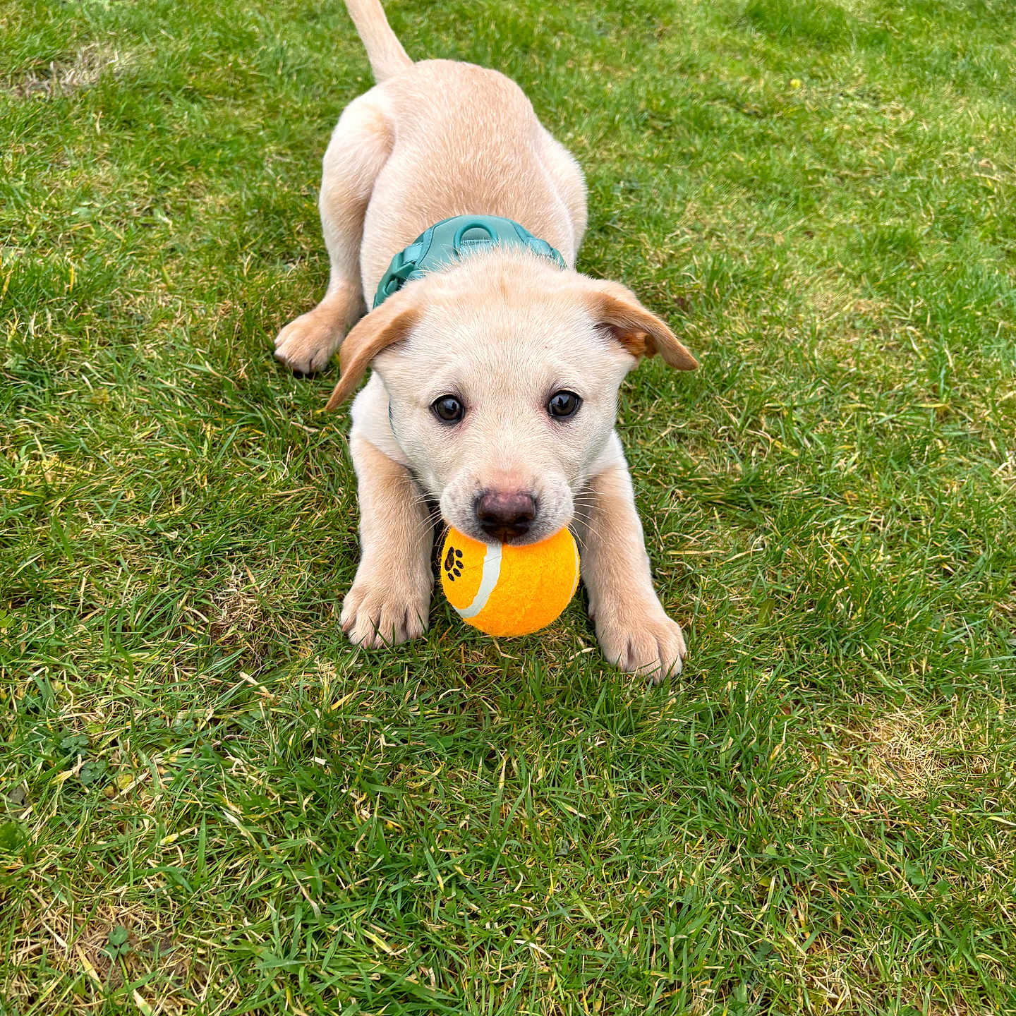 Milo joined the competition — help win amazing prizes! accessories, animal, ball, canine, dog, football, grass, hound, labradorretriever, lawn, pet, plant, puppy, soccer, soccerball, sphere, sport, strap, tennis, tennisball