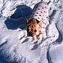 Mercedes joined the competition — help win amazing prizes! dog, french_bulldog, snow, winter, clothing, sweater, heart_pattern, pet, animal, outdoor, cute, small_dog, standing, fur, ears, shadow, cold, daylight, looking_up, curious