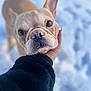 Mercedes is registered to the contest to win money with this photo: dog, french_bulldog, close_up, snow, hand, pet, animal, outdoor, winter, cute, canine, fur, face, portrait, looking, friendly, domestic_animal, muzzle, ears, soft_light