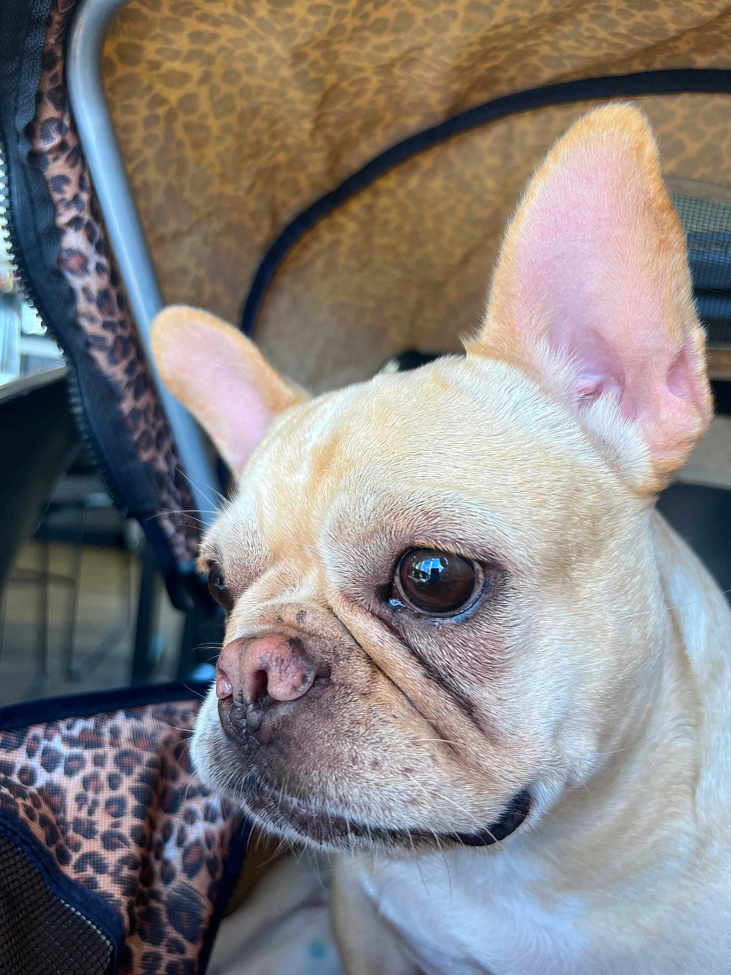 Mercedes is registered to the contest to win money with this photo: dog, french_bulldog, pet, close_up, ears, animal, leopard_print, carrier, stroller, face, snout, brown_eyes, fur, cute, domestic_animal, portrait, indoor, pet_accessory, soft_light, wrinkles