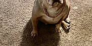 Mercedes joined the competition — help win amazing prizes! dog, french_bulldog, carpet, indoor, pet, toy, shadow, chain, gold_chain, brown, small_dog, ears, sitting, looking_at_camera, animal, cute, companion, furniture, home, domestic_animal