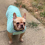 Mercedes joined the competition — help win amazing prizes! dog, french_bulldog, pet_clothing, jacket, outdoor, sidewalk, concrete, grass, animal, canine, brown_dog, small_dog, cute, walking, winter_wear, quilted_jacket, ears_up, alert, daytime, nature