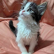 Pixie Jeanne joined the competition — help win amazing prizes! kitten, cat, pet, animal, furry, whiskers, cute, young, indoor, soft, blanket, curious, sitting, fluffy, ears, face, eyes, paws, fur, domestic