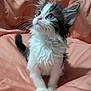 kitten, cat, pet, animal, furry, whiskers, cute, young, indoor, soft, blanket, curious, sitting, fluffy, ears, face, eyes, paws, fur, domestic