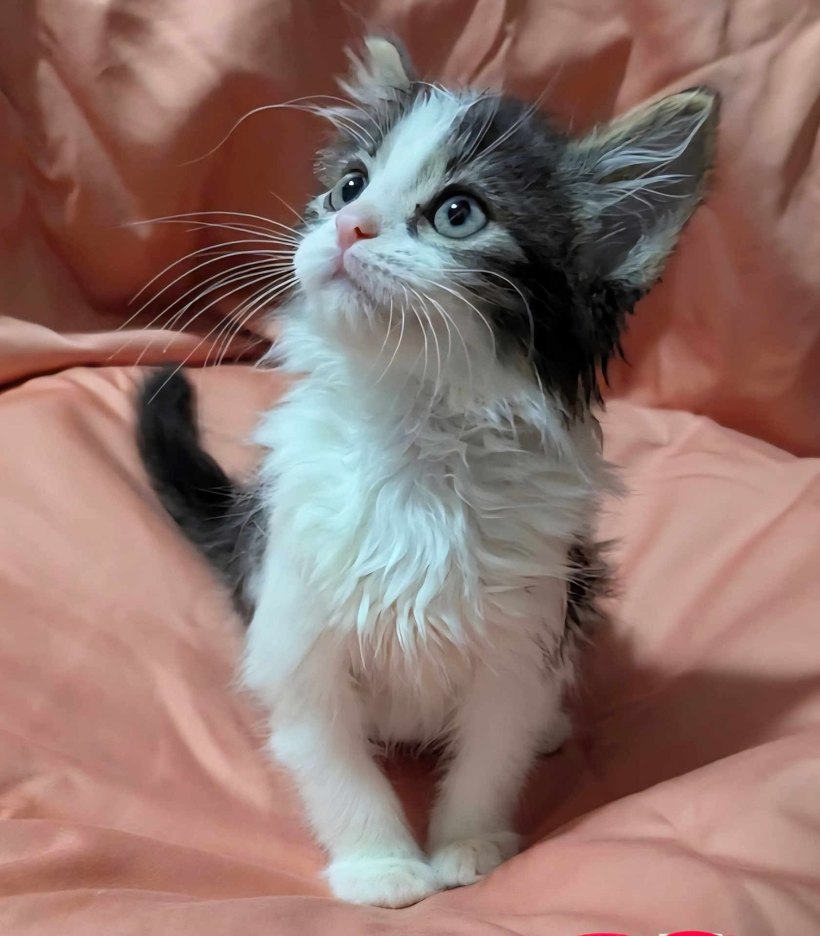Pixie Jeanne joined the competition — help win amazing prizes! kitten, cat, pet, animal, furry, whiskers, cute, young, indoor, soft, blanket, curious, sitting, fluffy, ears, face, eyes, paws, fur, domestic