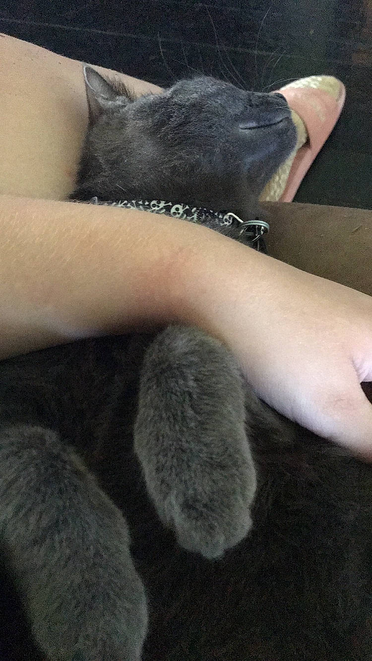 Greysen is registered to the contest to win money with this photo: cat, claw, felidae, finger, foot, fur, hand, human_leg, leg, nail, paw, polydactyl_cat, russian_blue, skin, small_to_medium_sized_cats, tail, whiskers