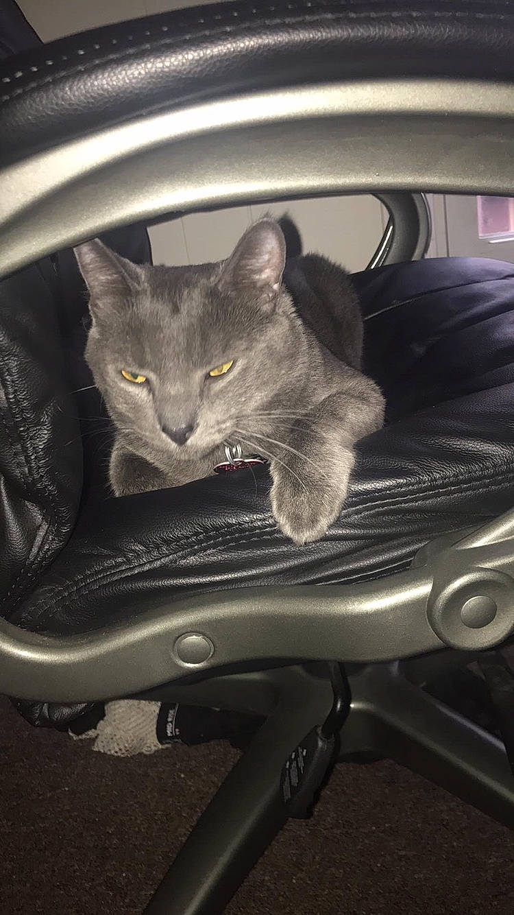 Greysen is registered to the contest to win money with this photo: carnivore, cat, domestic_short_haired_cat, felidae, kitten, russian_blue, small_to_medium_sized_cats, wheel, whiskers