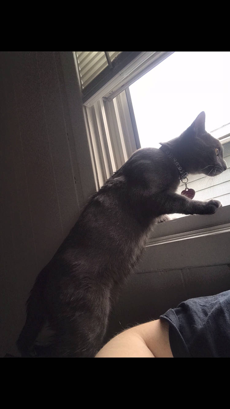 Greysen joined the competition — help win amazing prizes! black, black_cat, carnivore, cat, domestic_short_haired_cat, ear, felidae, korat, leg, nose, russian_blue, sky, small_to_medium_sized_cats, snapshot, snout, tail, whiskers, window