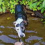 Bella joined the competition — help win amazing prizes! dog, water, hand, stone, greenery, plants, outdoor, nature, pet, animal, curious, shallow_water, black_and_white, collar, riverbank, reflection, summer, playful, closeup, interaction