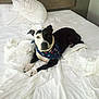 Bella is registered to the contest to win money with this photo: dog, bed, white_bedspread, pillow, bandana, black_and_white, pet, indoor, resting, fur, animal, canine, looking_at_camera, comfortable, domestic, quiet, relaxed, headboard, blanket, sleepy