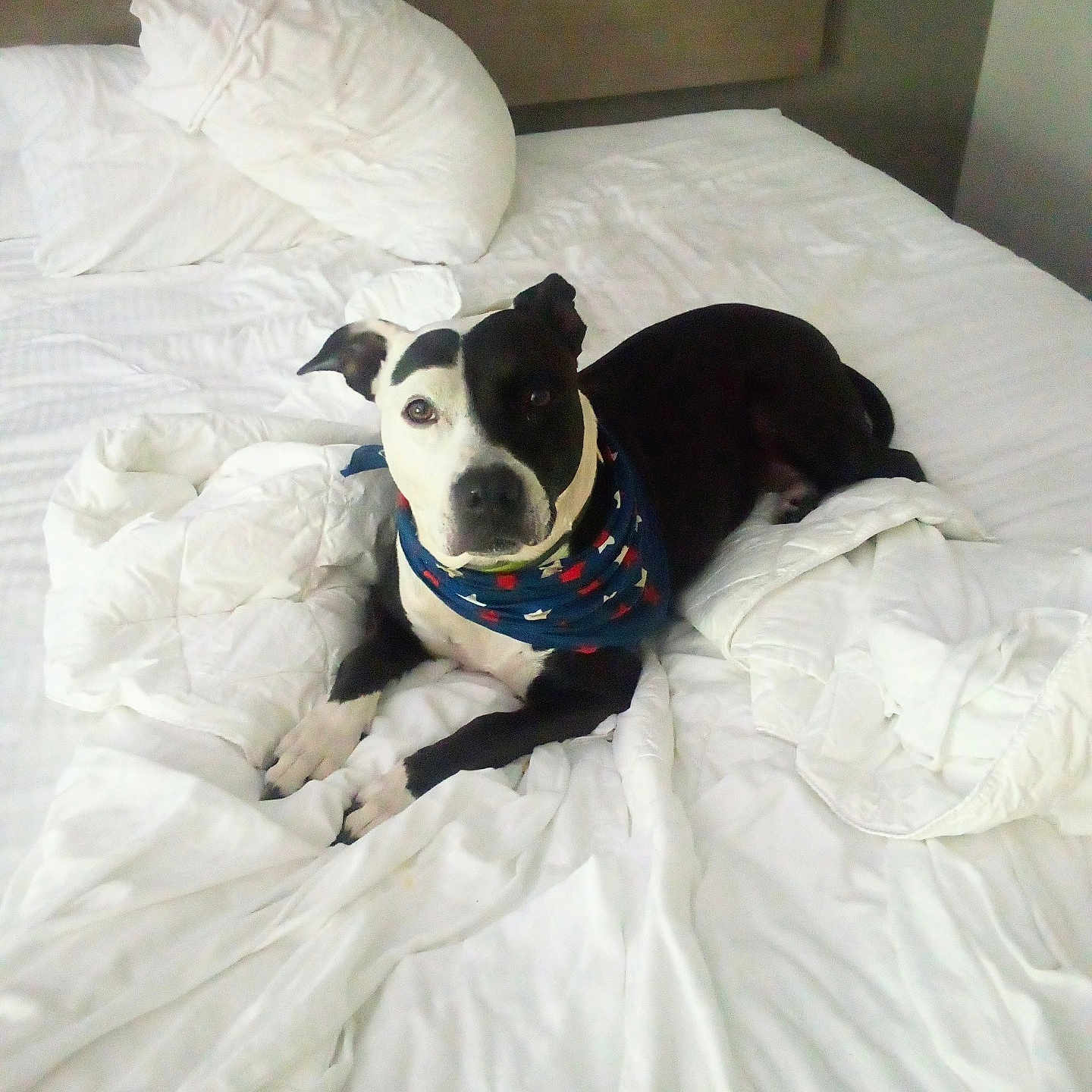 Bella is registered to the contest to win money with this photo: animal, bandana, bed, black_and_white, blanket, canine, comfortable, dog, domestic, fur, headboard, indoor, looking_at_camera, pet, pillow, quiet, relaxed, resting, sleepy, white_bedspread