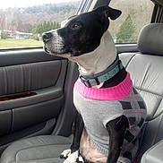 Bella is registered to the contest to win money with this photo: dog, black_and_white, sweater, car_interior, passenger_seat, window, outdoor_view, trees, nature, collar, pet, canine, looking_out_window, leather_seat, portrait, side_view, calm, sitting, domestic_animal, vehicle