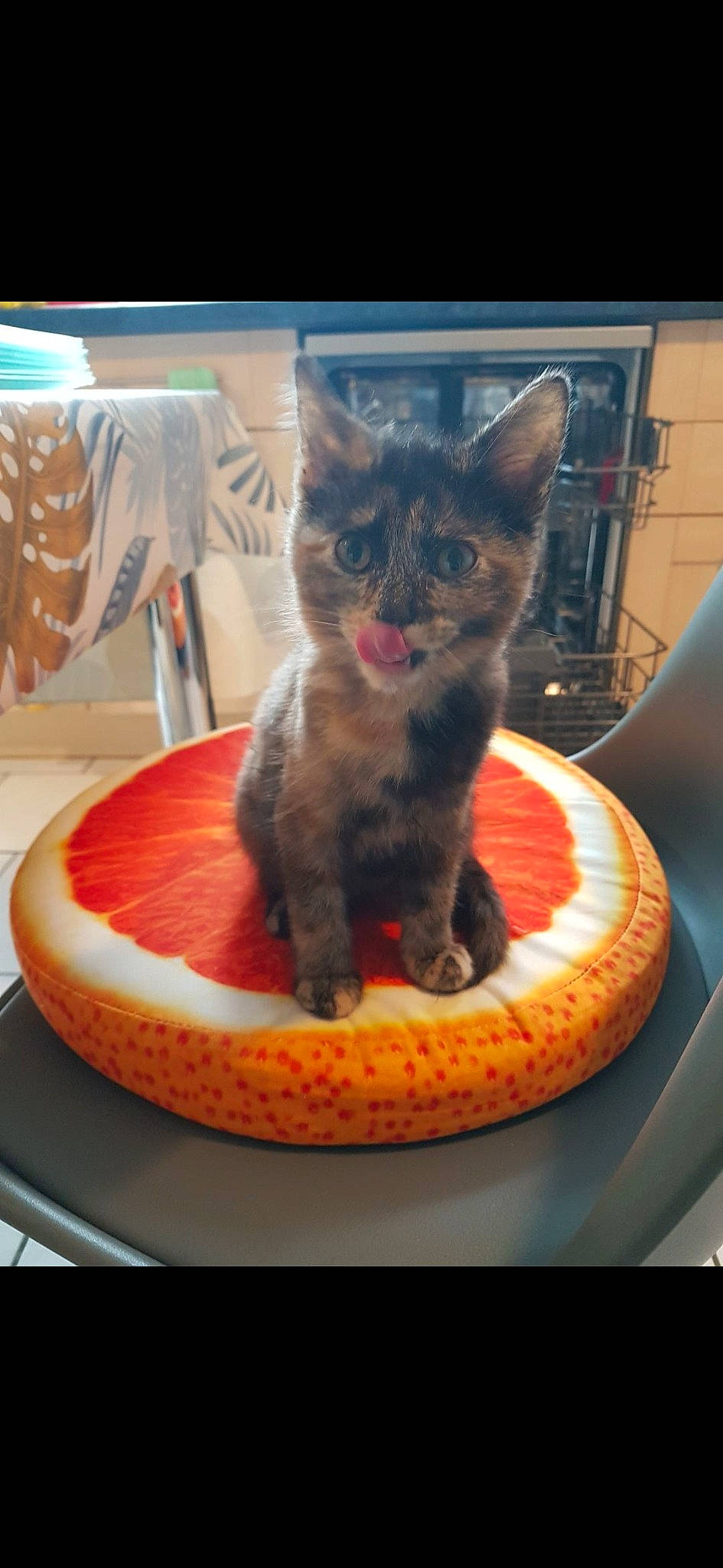 Taya a rejoint le concours — aidez-le/la à gagner de superbes lots ! animal_feed, automotive_tire, carnivore, cat, cat_bed, cat_supply, comfort, domestic_short_haired_cat, felidae, fur, paw, pet_food, pet_supply, small_to_medium_sized_cats, snout, tail, whiskers