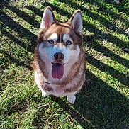 Prada participe au concours pour gagner de l'argent avec cette photo : dog, husky, blue_eyes, tongue_out, grass, outdoor, pet, animal, sunlight, happy, fence, canine, nature, sitting, shadow, ears, fur, muzzle, playful, daylight