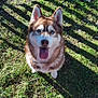 dog, husky, blue_eyes, tongue_out, grass, outdoor, pet, animal, sunlight, happy, fence, canine, nature, sitting, shadow, ears, fur, muzzle, playful, daylight