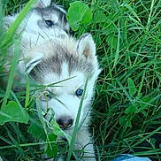 Lord participe au concours pour gagner de l'argent avec cette photo :