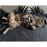 Maxou participe au concours pour gagner de l'argent avec cette photo : cat, tabby, feline, pet, lying_down, relaxed, fluffy, fur, indoor, blanket, resting, animal, cute, whiskers, paws, sleepy, cozy, gray, striped, wall_art