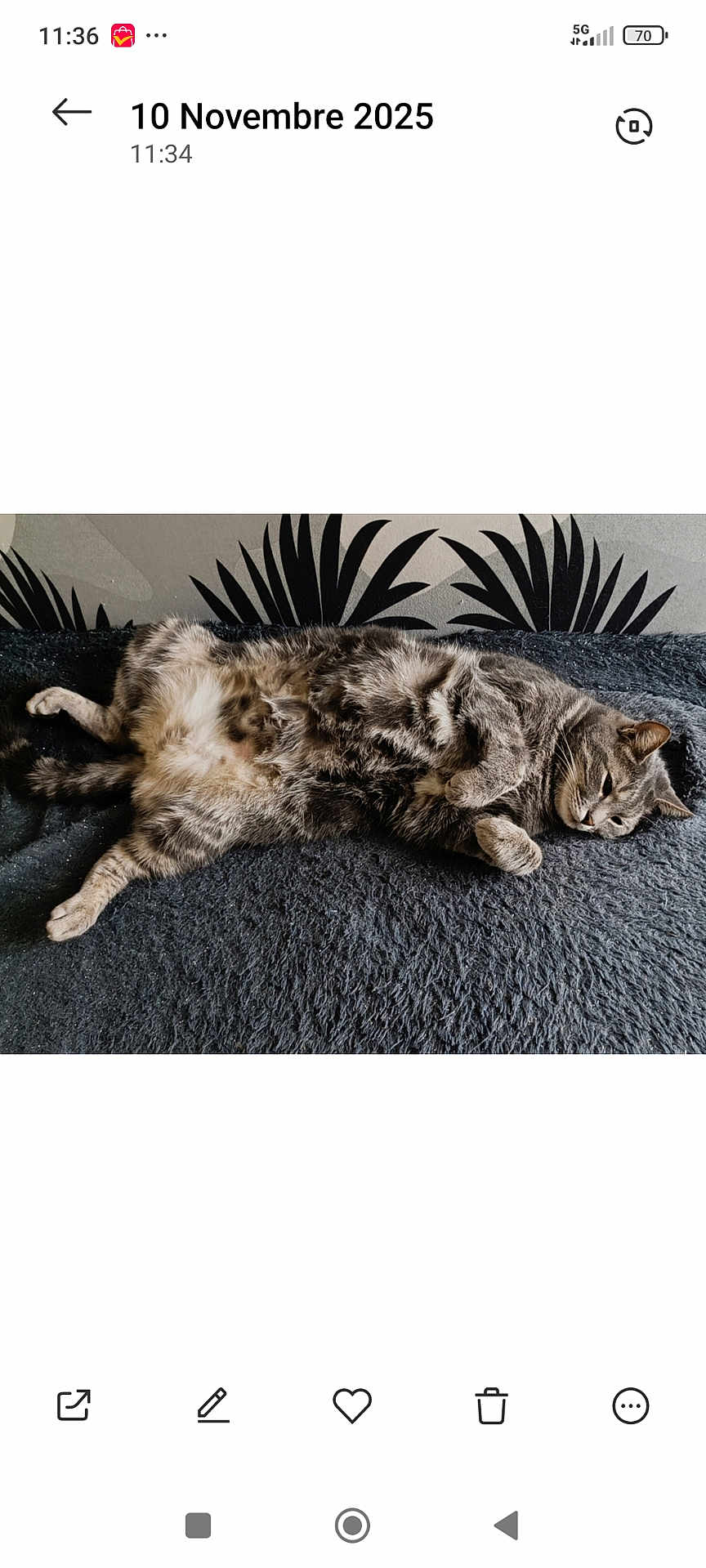 Maxou participe au concours pour gagner de l'argent avec cette photo : cat, tabby, feline, pet, lying_down, relaxed, fluffy, fur, indoor, blanket, resting, animal, cute, whiskers, paws, sleepy, cozy, gray, striped, wall_art